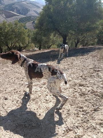 كلب صيد. مدرب تدريبا جيدا