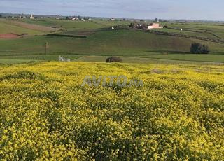 1 hectar 3000 m2 titré Benslimane