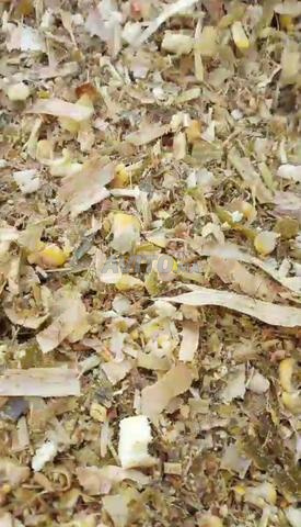 Maïs d'ensilage de bonne qualité de cette année à vendre - 2
