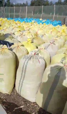 Maïs d'ensilage de bonne qualité de cette année à vendre