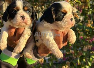Magnifique Chiot Cavalier king charles