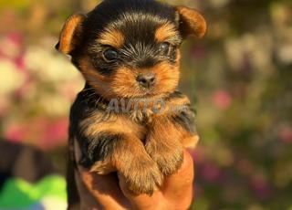 Magnifique Chiot yorkshire toy