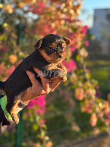 Magnifique Chiot yorkshire toy
