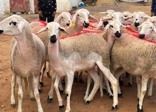 30 Hawlia Sardia Mliha