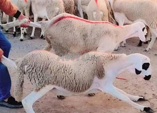 30 agnelles Sardi de qualité, pleines