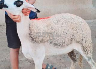 حولية صردية مليحة ضارة