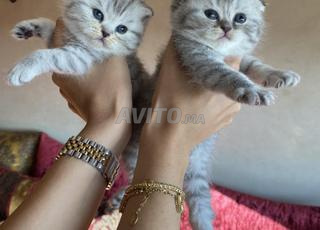 Scottish fold et british