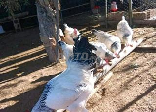 بيض مخصب السلالات الحرة