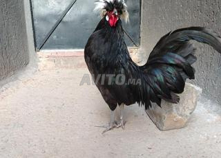 ذكور السلالات الحرة