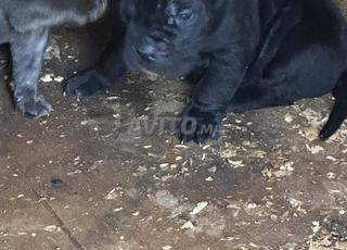 chiots cane corso