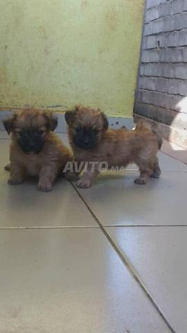 جراء بيشون هافانيز