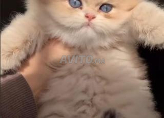 Chatons persans