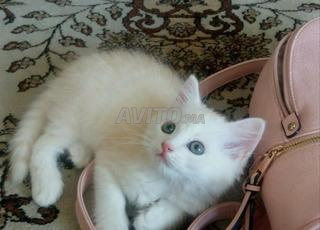 Chatons siamois blancs