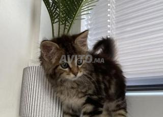 قطط سيبيرية