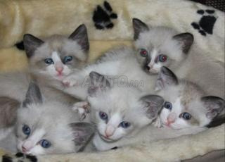 Siamois snowshow 2mois