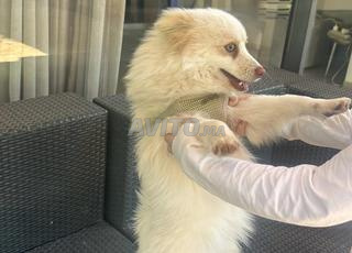 Chien à vendre Spitz Naim Pomeraniam