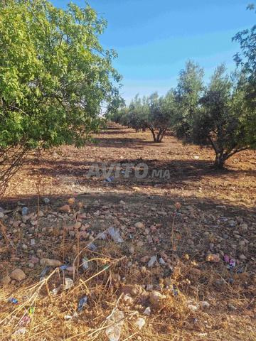 Terrain de 7.3 hectares titré Pour projet