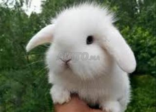 Lapin bélier blanc