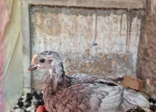 Poussins croisés de différentes races âgés de 25 jours