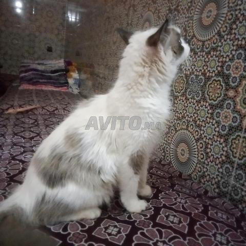 مراكش الحوز