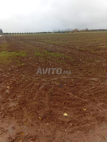 للبيع أرض فلاحية محفظة مساحتها 7 هكتارات