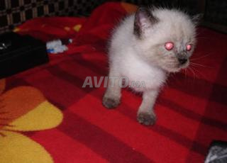 بيع قط من سلالة