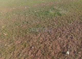 أرض فلاحية شاسعة بمساحة 7000 هكتار معروضة للبيع