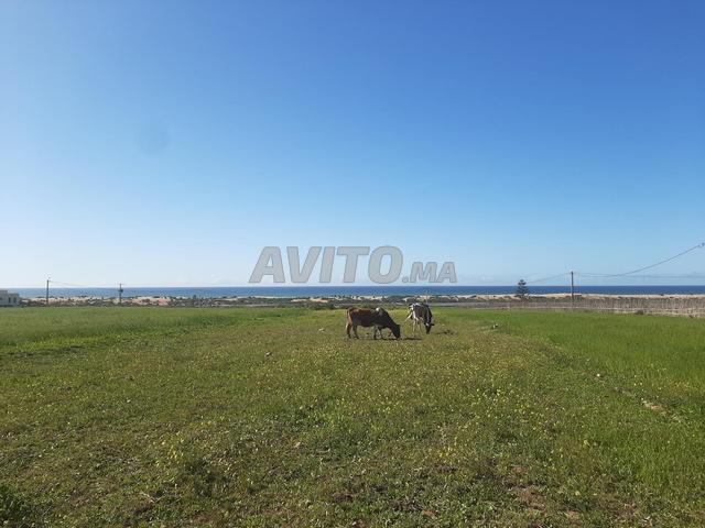 Terrain agricole de 1 800 m² proche de Oualidia