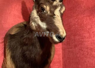 رأس غزال محنط