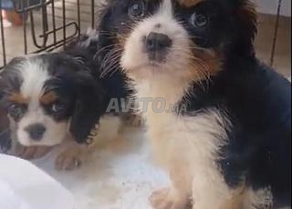 جراء "Cavalier King Charles" رائعة من سلالة نقية