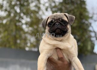 كلب بَجْ ودود ومحب للعب متاح