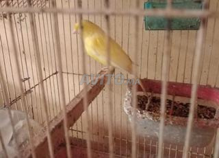 Mâle canari actif à vendre