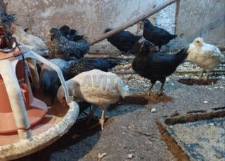 فلوس خليط السلالات للبيع سلعة نقية اللهم بارك