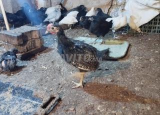 فلوس خليط السلالات للبيع