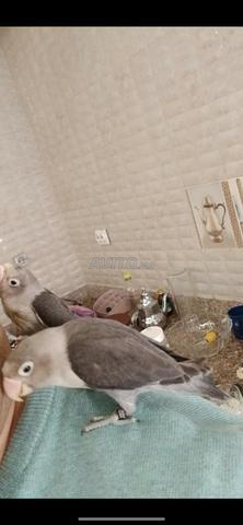 فراخ مدريسين