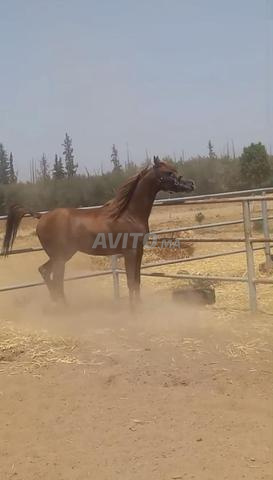 Cheval pur-sang arabe avec pedigree