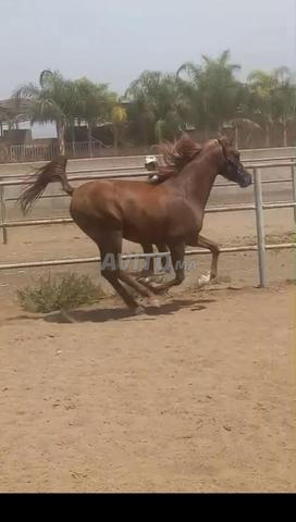 حصان عربي أصيل مع نسب