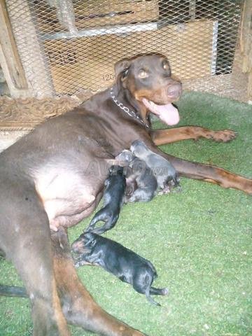 أنثى دوبرمان