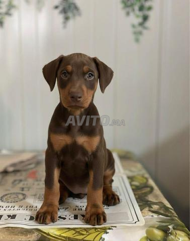 جراء دوبرمان مع شهادة النسب