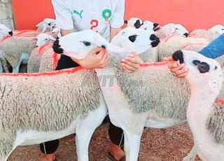 Annonce de Sardina Mliha Dhara