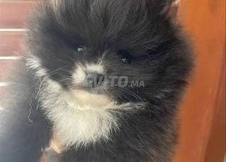 Loulou spitz nain noir