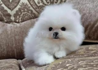 loulou spitz pomeraniane