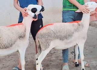 35 حولية صردية ضارة