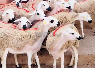 35 génisses sardes en bon état