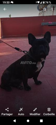 ذكر بولدوج فرنسي يبلغ من العمر سنة واحدة و 6 أشهر