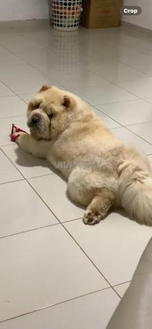 كلب تشاو تشاو