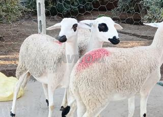 Annuelle Sardi bonne qui pâture dans les البروج