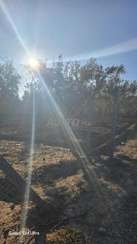 إعلان - أرض موثقة للبيع في مراكش - 2