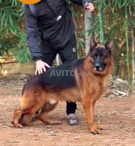 ذكر كلب الراعي الألماني ذو نسب معتمد