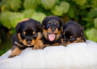 أنثى روتويلر ذات نسب